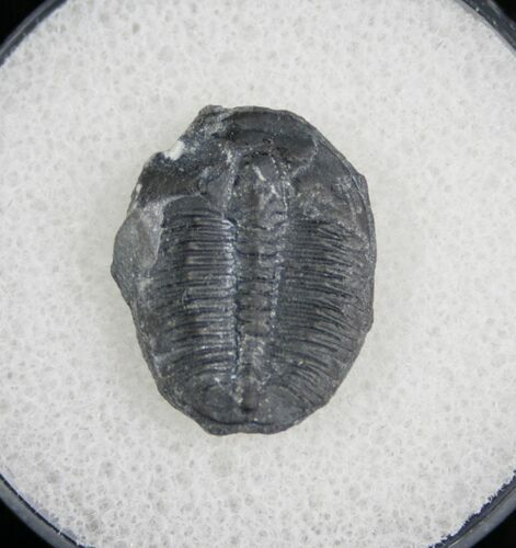 / Elrathia Trilobite Fossil - Utah #6706